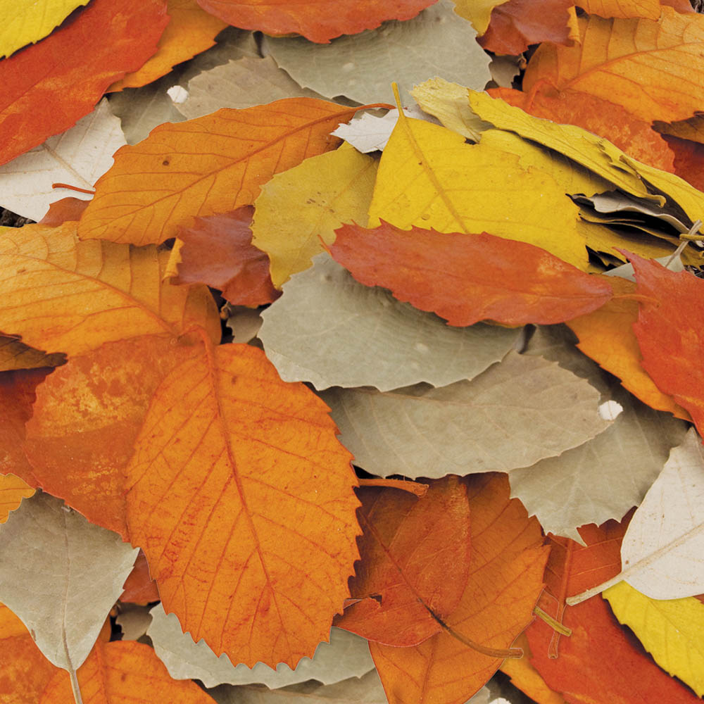 Image for ZART NATURAL AUTUMN LEAVES PACK 90 from Mitronics Corporation
