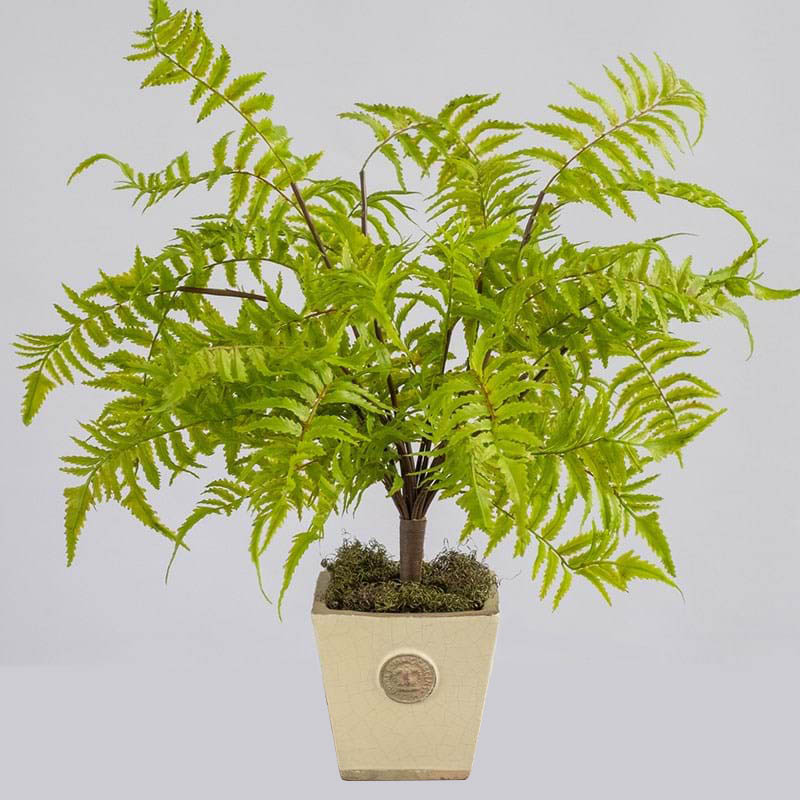 Image for PLANT IMAGE FOREST FERN SMALL 540 X 380MM GREEN from York Stationers