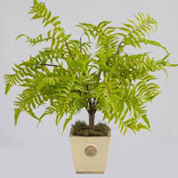 plant image forest fern small 540 x 380mm green