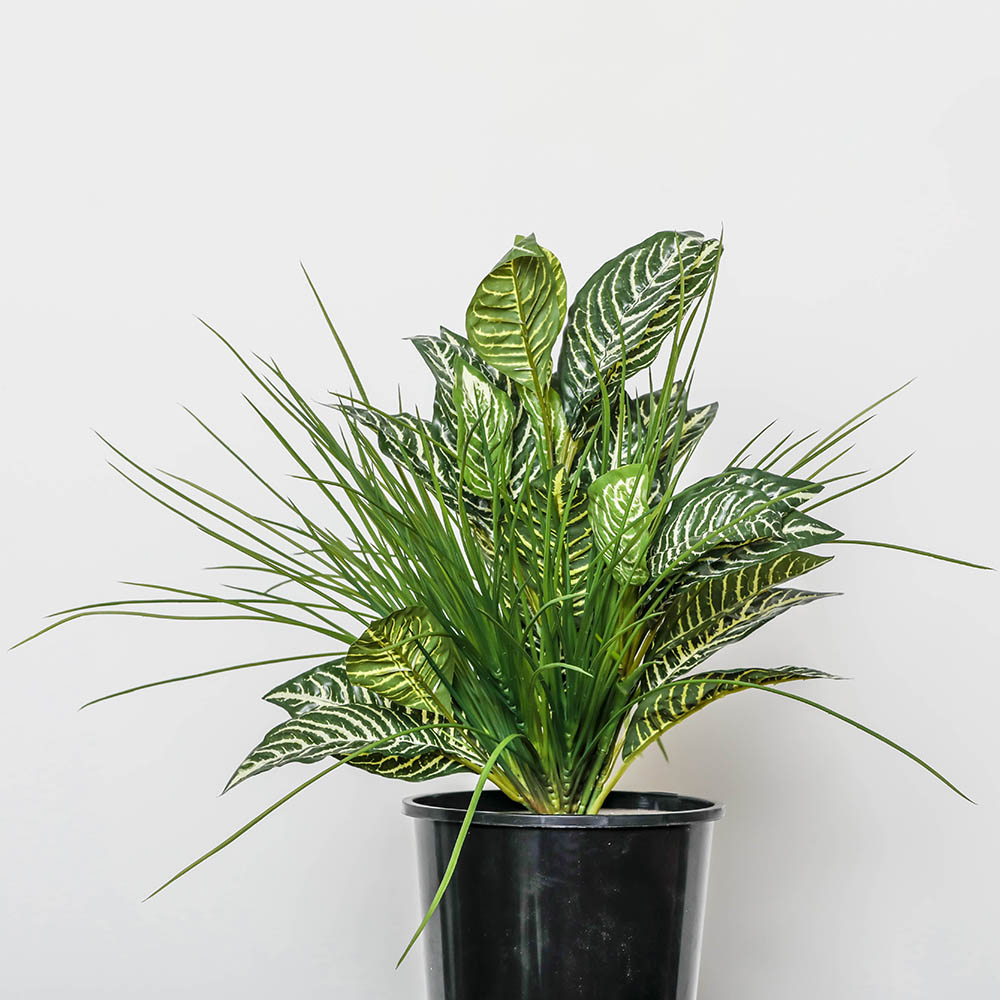 Image for PLANT IMAGE ZEBRA MIX TAMBOUR POT from Positive Stationery