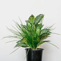 plant image zebra mix tambour pot